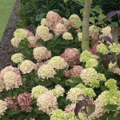 Hydrangea Little Lime® Panicle Hydrangea -Botanical Bliss v1658 4