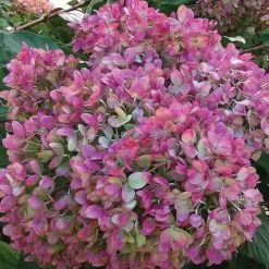 Hydrangea Little Lime® Panicle Hydrangea -Botanical Bliss v1658 5