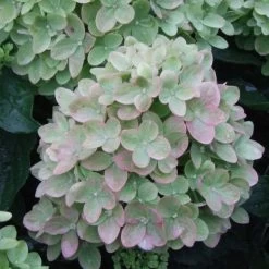 Hydrangea Little Lime® Panicle Hydrangea -Botanical Bliss v1658 6