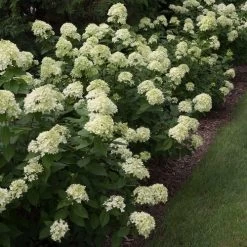 Hydrangea Little Lime® Panicle Hydrangea -Botanical Bliss v1658 7