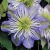 Crystal Fountain⢠Clematis 1 Crystal Fountain⢠Clematis -Botanical Bliss v1664