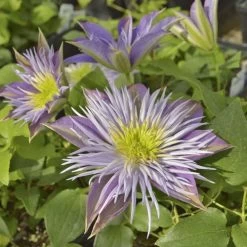 Crystal Fountain™ Clematis 7 Crystal Fountain™ Clematis -Botanical Bliss v1664 2