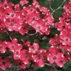 Cherokee Brave™ Dogwood -Botanical Bliss v1674