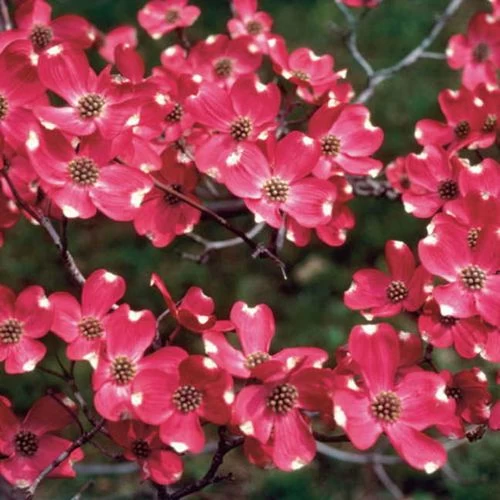 Cherokee Brave™ Dogwood 3 Cherokee Brave™ Dogwood