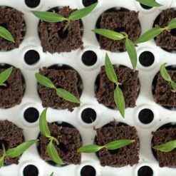 Park's Original Bio Dome Seed-Starting System 10 Park's Original Bio Dome Seed-Starting System -Botanical Bliss v1802 3