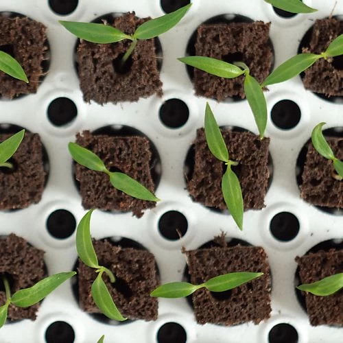 Park's Original Bio Dome Seed-Starting System 6 Park's Original Bio Dome Seed-Starting System - Image 4