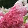 Vanilla Strawberry™ Hydrangea -Botanical Bliss v1808