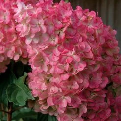 Vanilla Strawberry™ Hydrangea -Botanical Bliss v1808 2