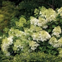 Vanilla Strawberry™ Hydrangea -Botanical Bliss v1808 3