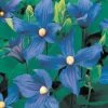 Clematis Durandii -Botanical Bliss v1812