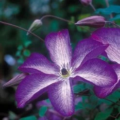 Clematis 'Venosa Violacea'