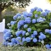 Endless Summer® Hydrangea -Botanical Bliss v1821