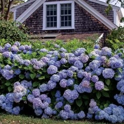 Endless Summer® Hydrangea -Botanical Bliss v1821 3