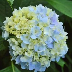 Endless Summer® Hydrangea -Botanical Bliss v1821 5
