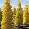 Ginkgo 'Goldspire' -Botanical Bliss v1828