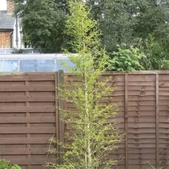 Ginkgo 'Goldspire' -Botanical Bliss v1828 1