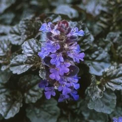 Black Scallop Bugleweed -Botanical Bliss v1833 2