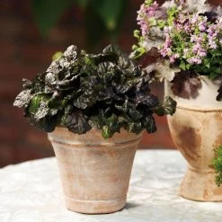 Black Scallop Bugleweed -Botanical Bliss v1833 5