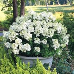 Hydrangea Bobo® Panicle Hydrangea