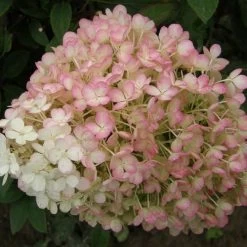 Hydrangea Bobo® Panicle Hydrangea -Botanical Bliss v1841 2