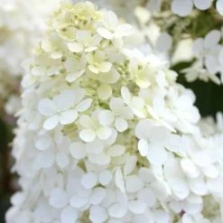 Hydrangea Bobo® Panicle Hydrangea -Botanical Bliss v1841 5