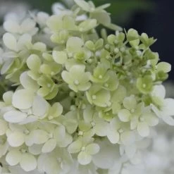 Hydrangea Bobo® Panicle Hydrangea -Botanical Bliss v1841 6