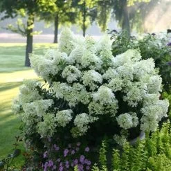 Hydrangea Bobo® Panicle Hydrangea -Botanical Bliss v1841 7