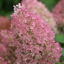 Hydrangea Bobo® Panicle Hydrangea -Botanical Bliss v1841 8