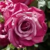 Heirloom Hybrid Tea Rose -Botanical Bliss v1873