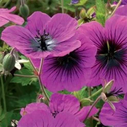 Geranium 'Dragon Heart'