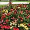 Echinacea 'Cheyenne Spirit' Mix -Botanical Bliss v1892