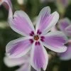 Phlox 'Candy Stripe' Creeping Phlox