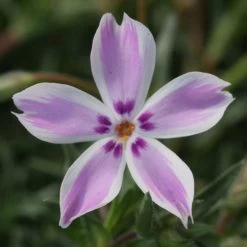 Phlox 'Candy Stripe' Creeping Phlox -Botanical Bliss v1895 3