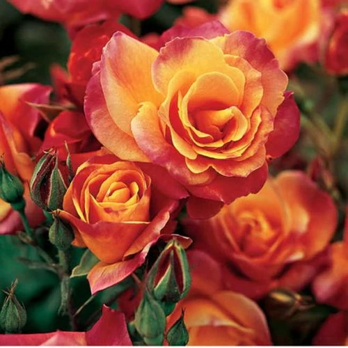 Joseph's Coat Climbing Rose 3 Joseph's Coat Climbing Rose