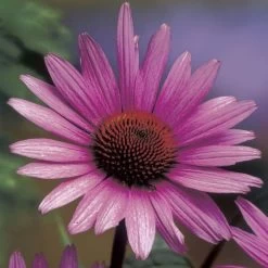 Echinacea 'Magnus' Coneflower -Botanical Bliss v2006 2