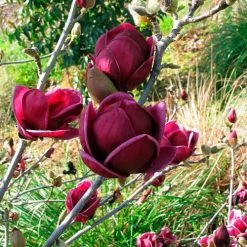 Magnolia 'Genie'