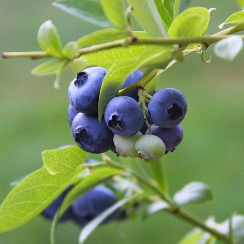 Vaccinium 'Tophat' Blueberry 3 Vaccinium 'Tophat' Blueberry - Image 2