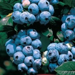 Vaccinium 'Tophat' Blueberry 6 Vaccinium 'Tophat' Blueberry -Botanical Bliss v2011 2