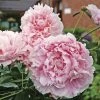 'Sarah Bernhardt' Peony 1 'Sarah Bernhardt' Peony -Botanical Bliss v2024