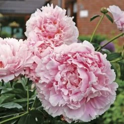 'Sarah Bernhardt' Peony