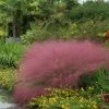 Muhlenbergia Pink Muhly Grass -Botanical Bliss v2029