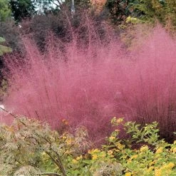 Muhlenbergia Pink Muhly Grass -Botanical Bliss v2029 2