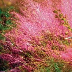 Muhlenbergia Pink Muhly Grass -Botanical Bliss v2029 3