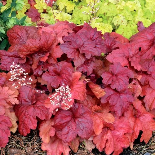Heuchera 'Fire Chief' 3 Heuchera 'Fire Chief'