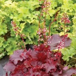 Heuchera 'Fire Chief' 5 Heuchera 'Fire Chief' -Botanical Bliss v2035 1