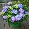 Hydrangea Let's Dance® Rhythmic Blue® Bigleaf Hydrangea -Botanical Bliss v2041