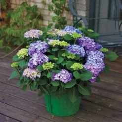 Hydrangea Let's Dance® Rhythmic Blue® Bigleaf Hydrangea -Botanical Bliss v2041 2