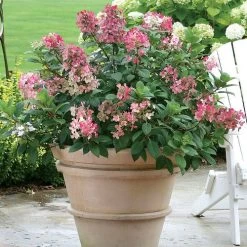 Hydrangea Little Quick Fire® Panicle Hydrangea