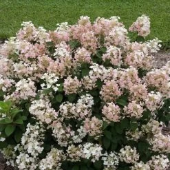 Hydrangea Little Quick Fire® Panicle Hydrangea -Botanical Bliss v2049 2