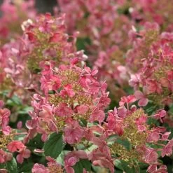 Hydrangea Little Quick Fire® Panicle Hydrangea -Botanical Bliss v2049 3